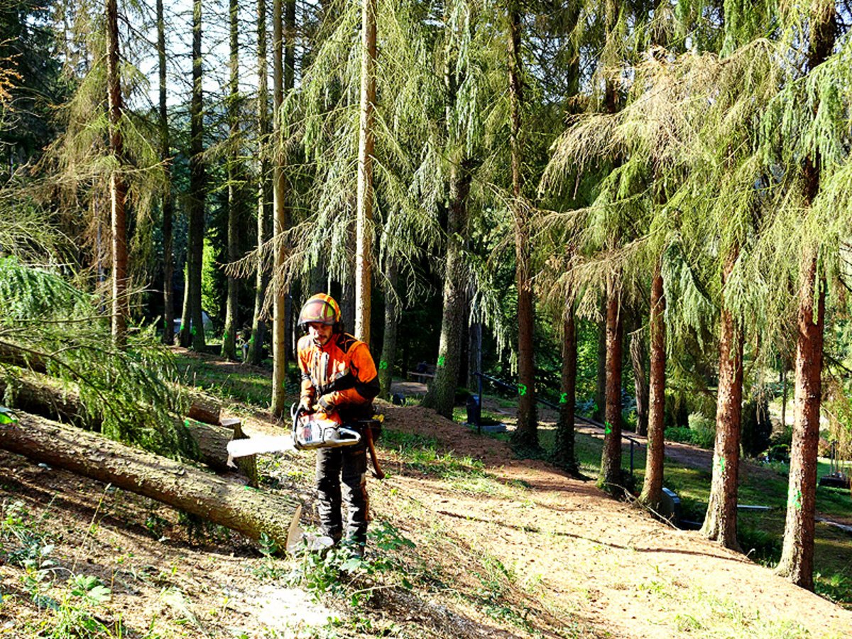 Forstfachmann Gabriel Grau-Fröbel beim Fällen betroffener Nadelbäume, die begutachtet und jeweils markiert worden sind. Foto: Frank M. Wagner