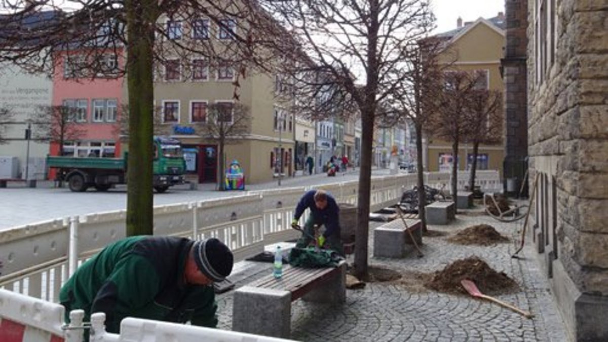 Die Wurzelbereiche der betroffenen Linden vorm Amtsgericht werden vor der Umsetzung fachmännisch freigelegt. Foto: F.M. Wagner 