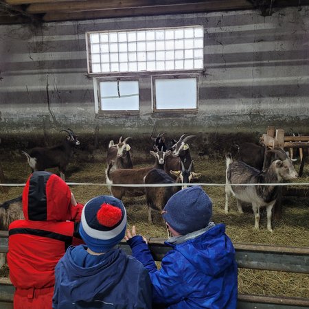 begeisterte Schafstallbesucher